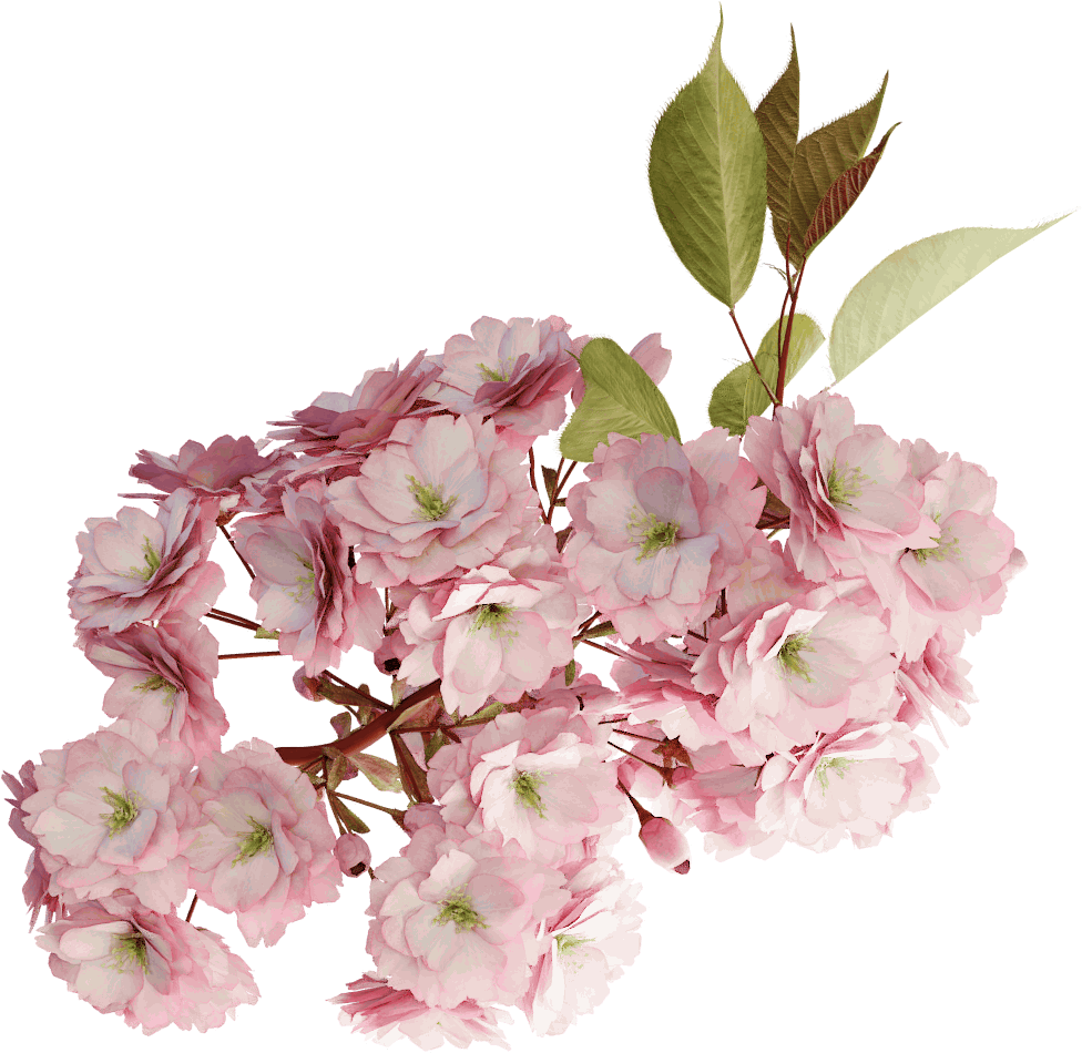Japanese Cherry - Cherry Blossom (1024x1024), Png Download