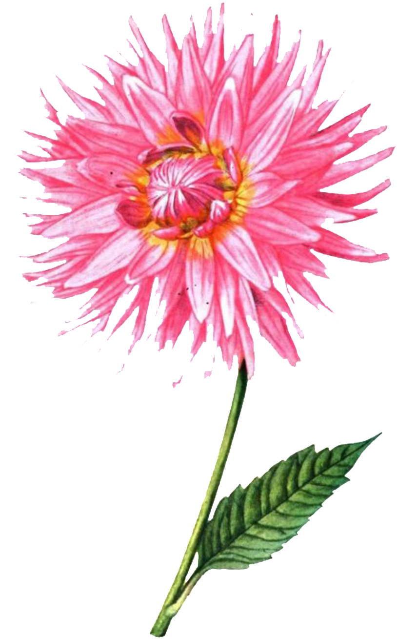 Fresh Pink Gradient Hand Drawn Chrysanthemum Decorative - Tangletown Fine Art Fancy Flower Trio 2 1 5 In (1024x1700), Png Download