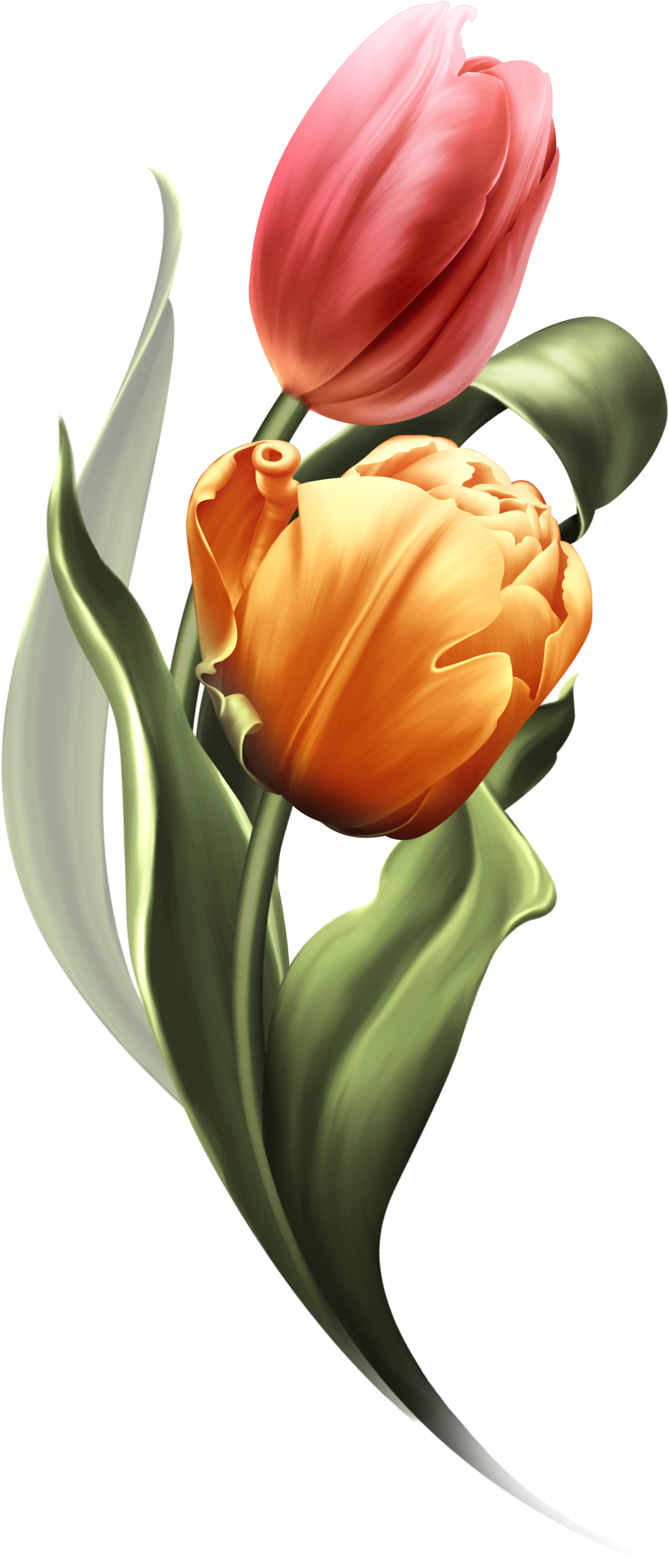 Bring Me Tulips Bring It On, Tulips, Tulips Flowers, - Flower (1319x2890), Png Download