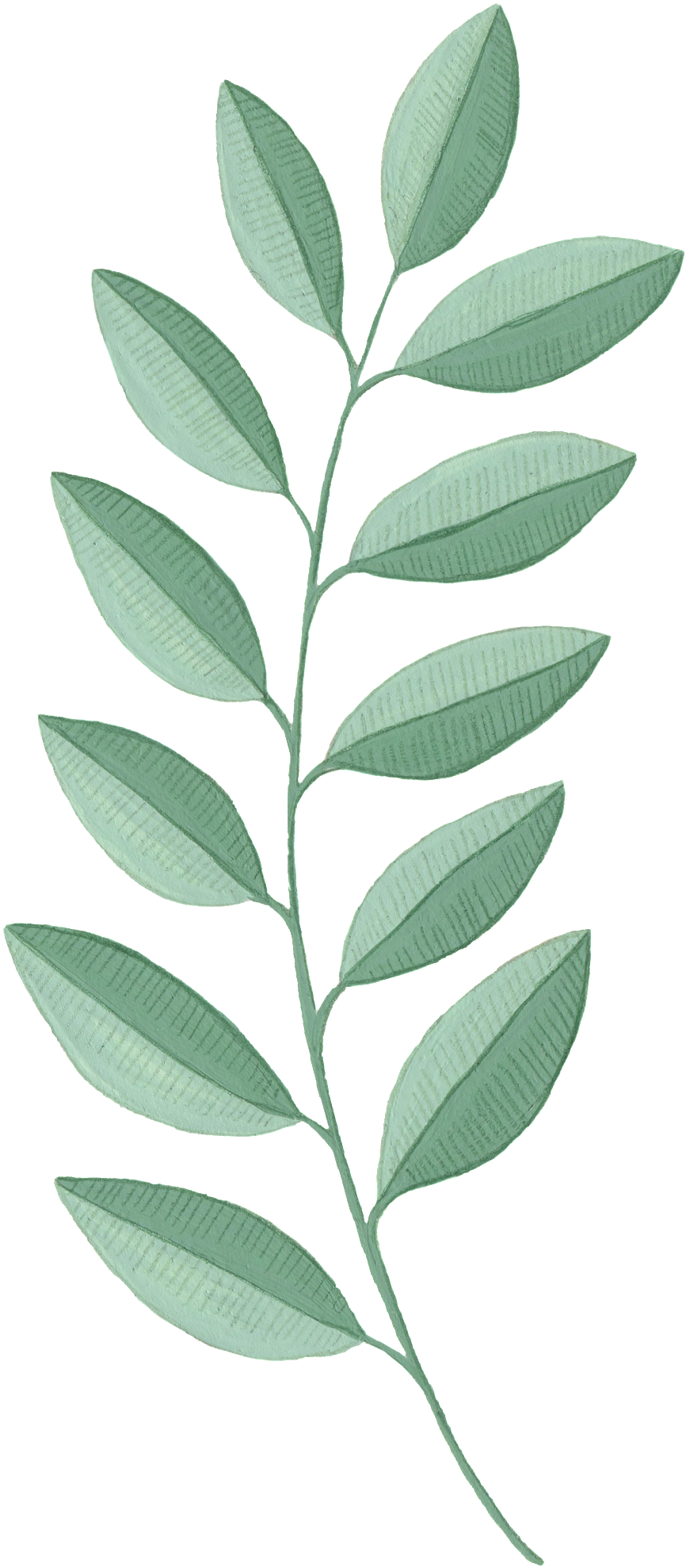 Leaf Png Material - Portable Network Graphics (650x1299), Png Download