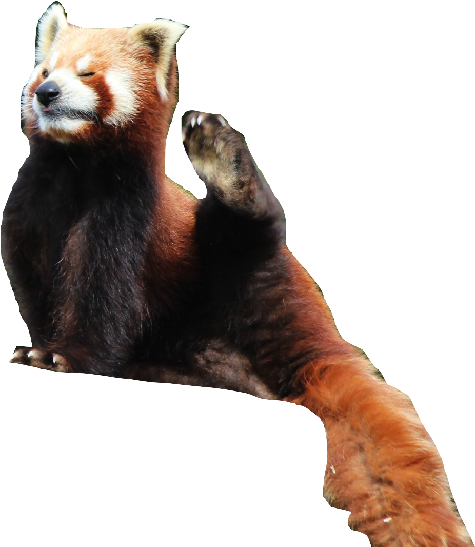 The Red Panda Is The 8th Most Endargered Animal - Red Panda (1920x1080), Png Download