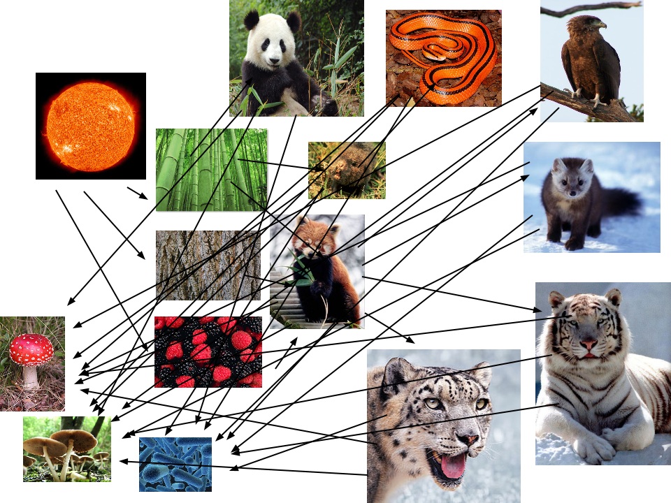 Food Web Of The Red Panda - Red Panda Food Chain (960x720), Png Download