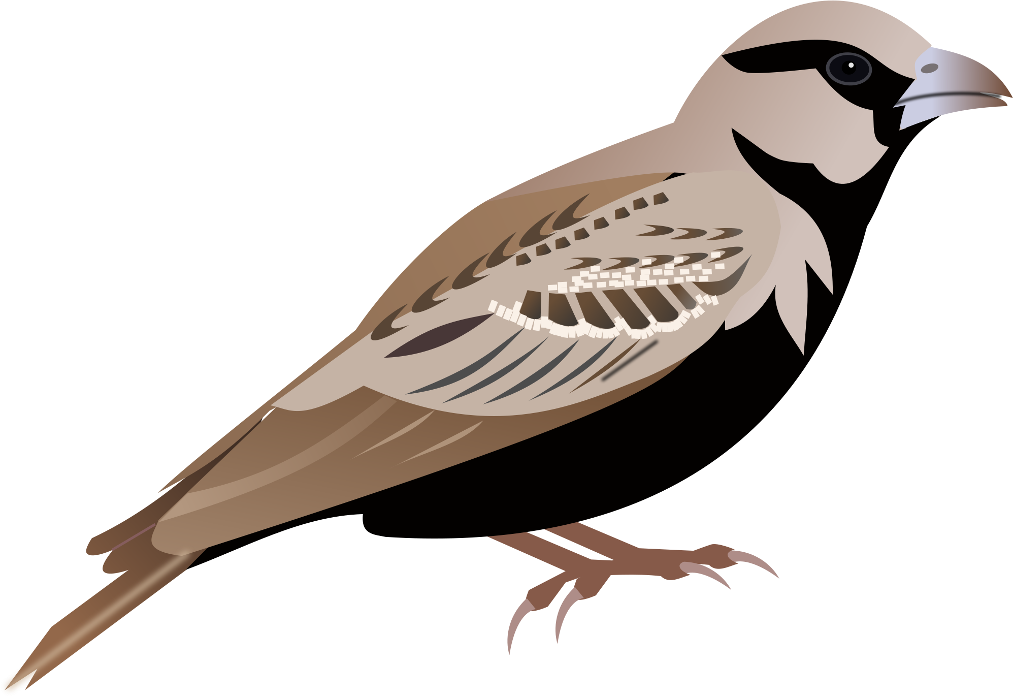 Swamp Sparrow Clipart Png Transparent - Sparrow Clipart Png (2000x1378), Png Download