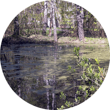 Is Your Pond Beginning To Look And Smell Like A Stagnant - Stock Photography (370x370), Png Download