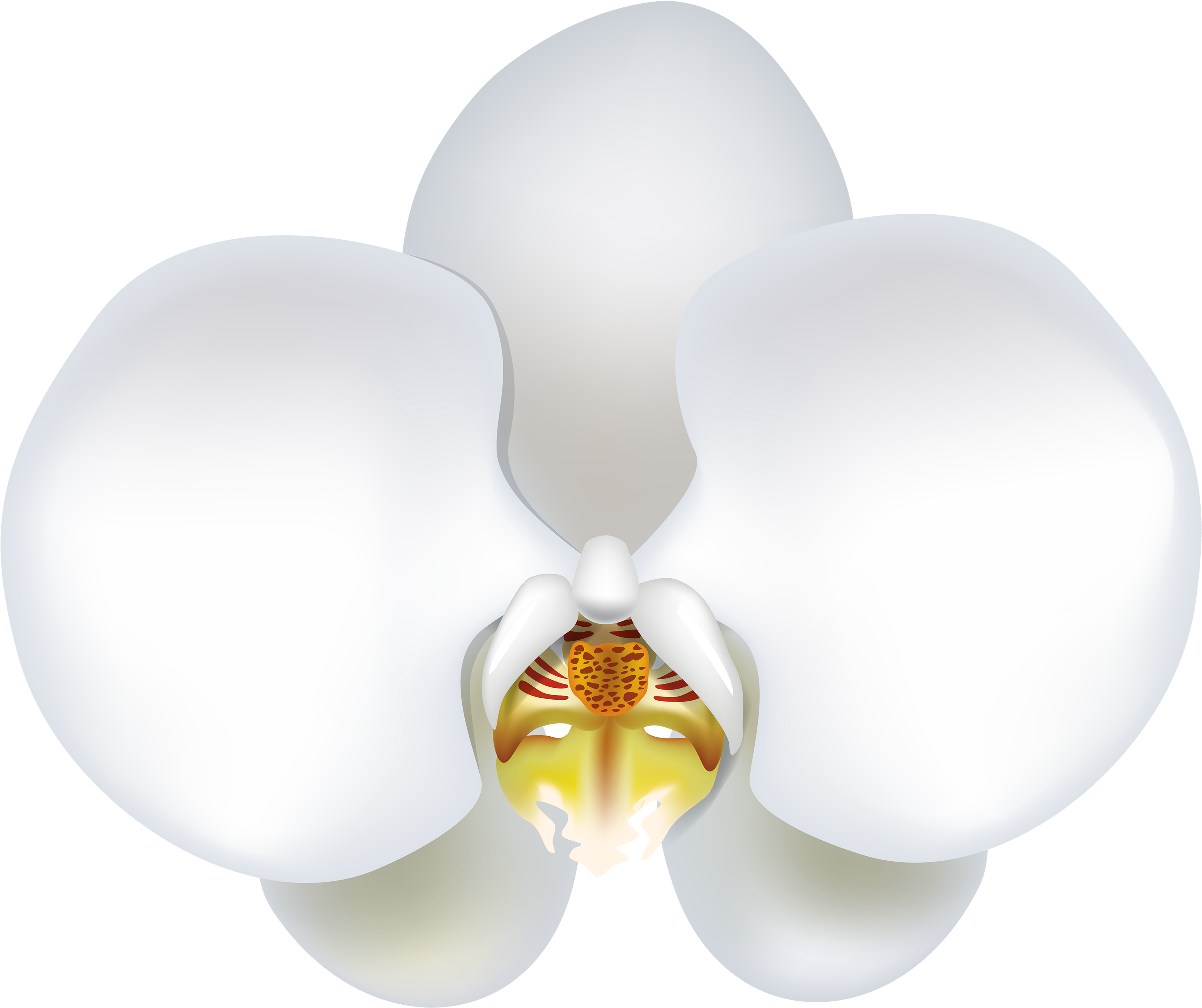 White Orchid Png Clipart - Portable Network Graphics (3000x2566), Png Download