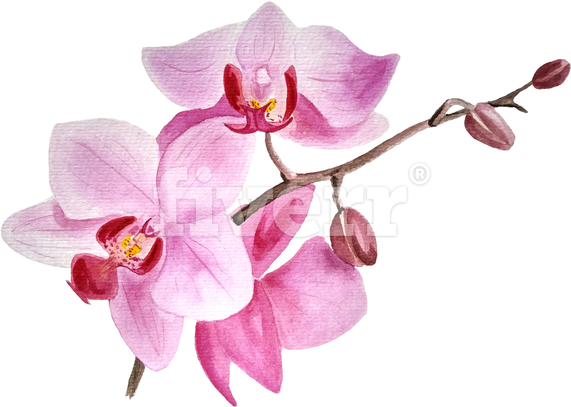 Orchids Of The Philippines (1200x848), Png Download