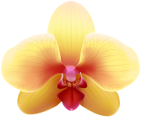 Transparent Yellow Orchid Png Clip Art Image - Yellow Orchid Png (600x500), Png Download