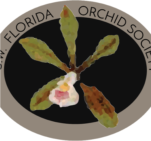 Photo - Orchid (530x529), Png Download