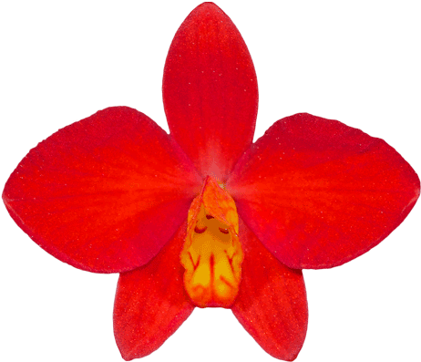 Western Orchids / Laboratories Is Run By Kevin Western - Christmas Orchid (500x500), Png Download