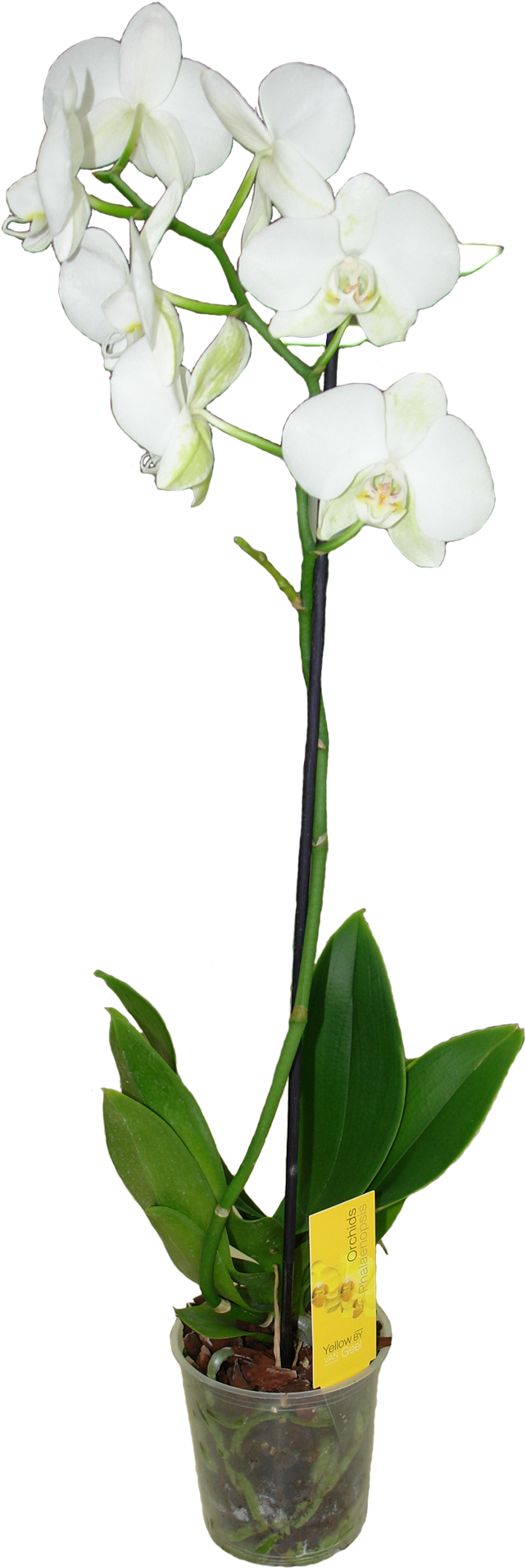 Фаленопсис Ван Гель Микс Белый - Moth Orchids (642x1912), Png Download