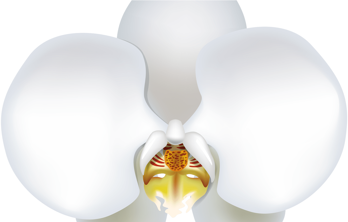 White Orchid Png Clipart Best Web Clipart - Portable Network Graphics (1368x855), Png Download