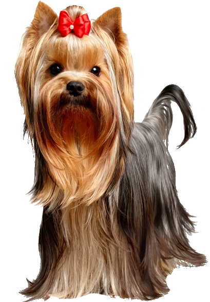 Best Dog Food For Yorkies - Yorkies Dogs (428x658), Png Download