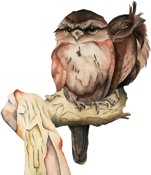 Click And Drag To Re-position The Image, If Desired - Owl Siblings Watercolor Painting (600x579), Png Download
