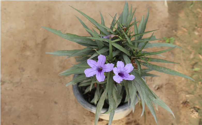 Purple Flowers - Mexican Petunia (800x800), Png Download