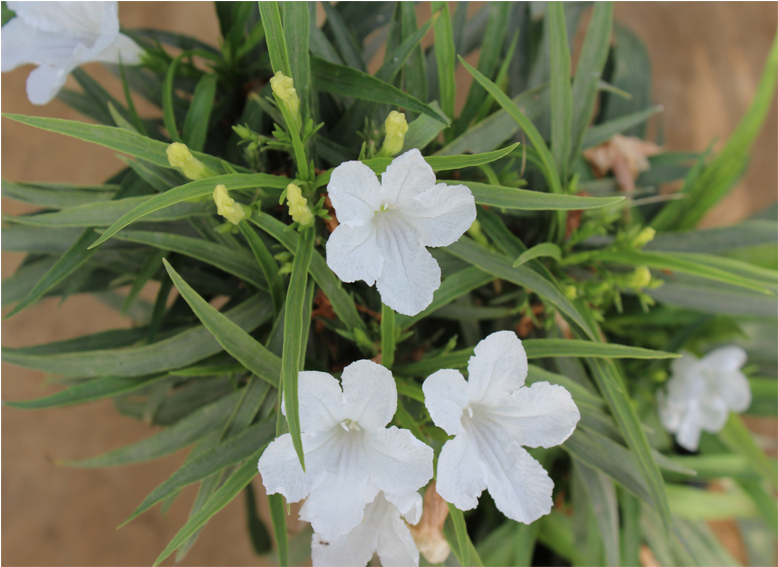 White Flowers - Mexican Petunia (800x800), Png Download