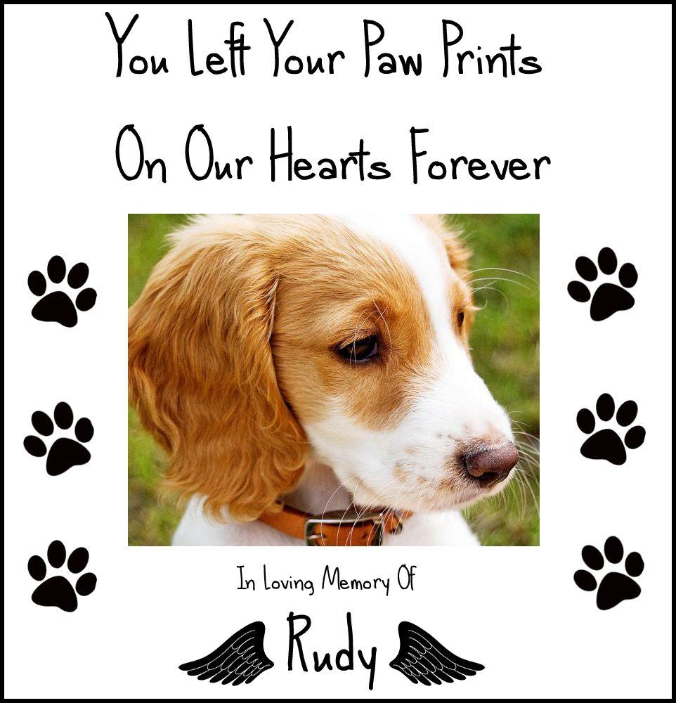 Below You Can Download The Image With A Clear Background - Companion Dog (962x1000), Png Download