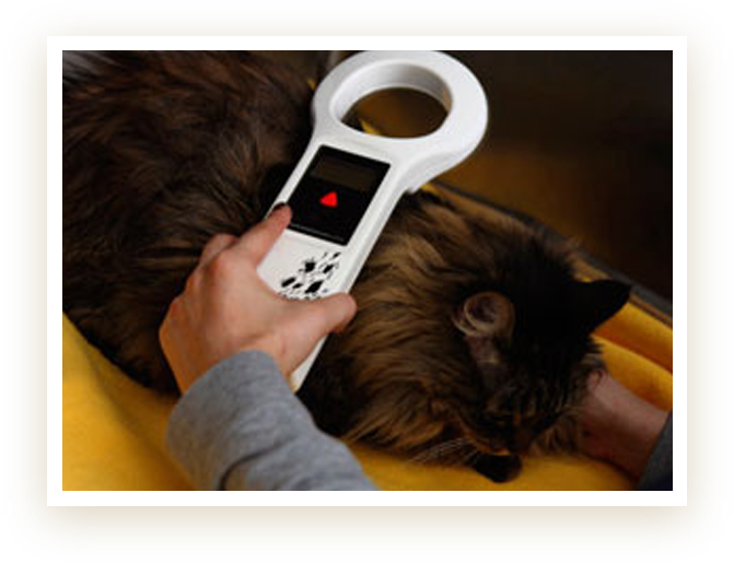 Microchipping - Near North Animal Hospital (705x550), Png Download