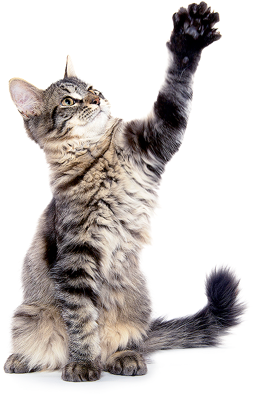 How Does Microchipping Work - Cat (517x807), Png Download