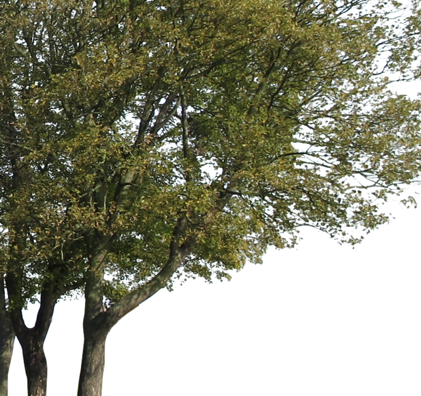 Big Trees Group - Big Trees Group Png (826x777), Png Download