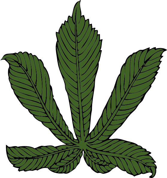 Horse Chestnut Leaf Clip Art Free Vector - Horse Chestnut Leaf Png (558x596), Png Download