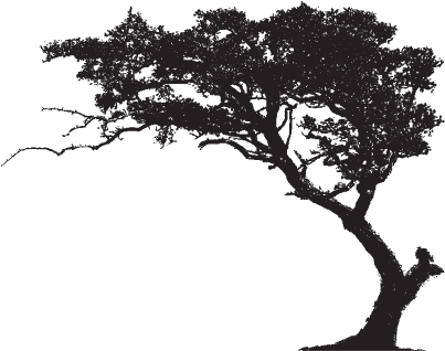 Film Scripts - Big Tree Png Hd (420x317), Png Download