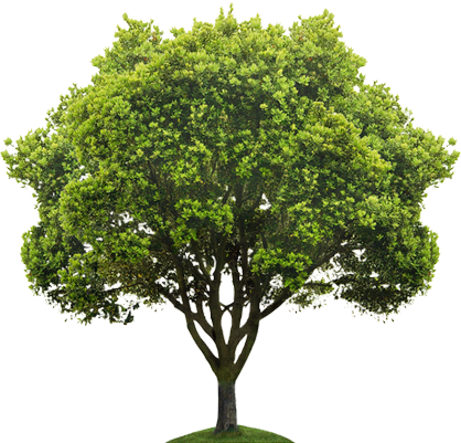 Now Hiring Arborists - Tree Png (418x401), Png Download