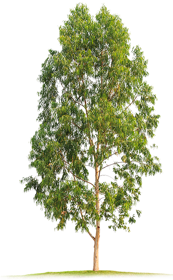 Eucalyptus-big - Neem Tree Clip Art (423x573), Png Download