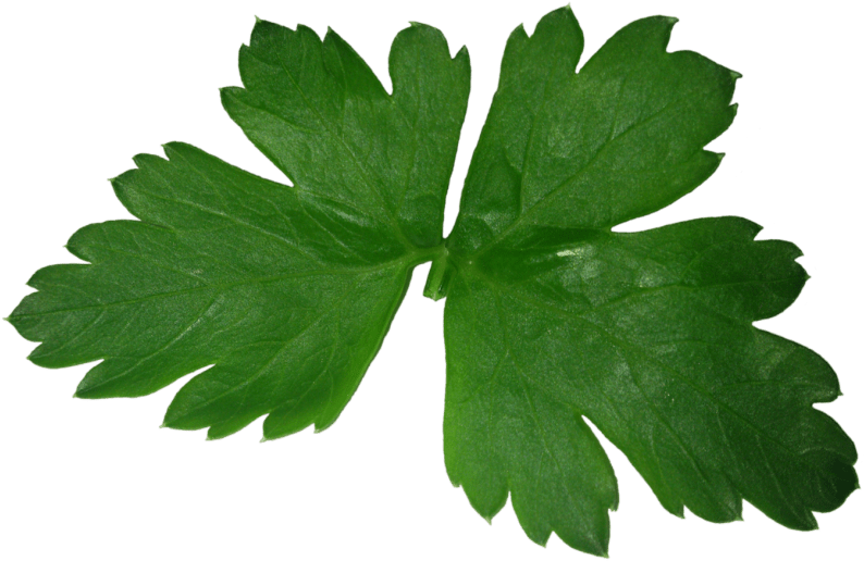 Free Png Parsley Png Images Transparent - Parsley Png (850x561), Png Download