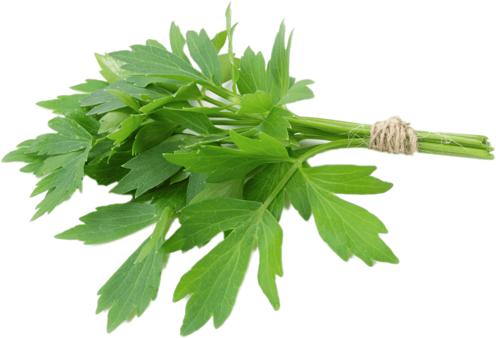 Lovage - Lovage Plant (1944x1458), Png Download