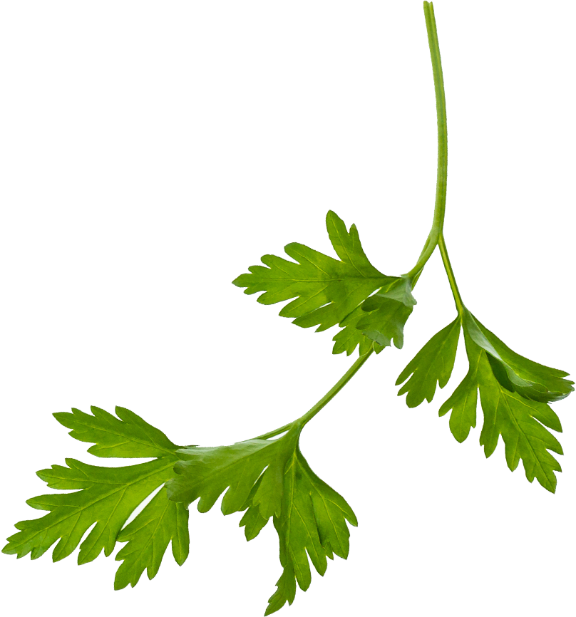 Illustration Picture Of Parsley - Parsley (808x866), Png Download