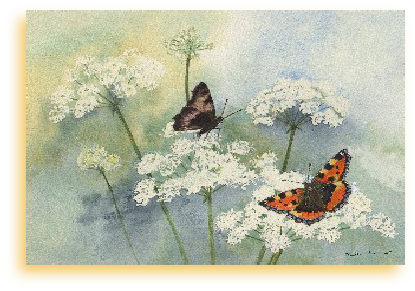 Small Tortoiseshells On Hogweed - Large Tortoiseshell (415x291), Png Download