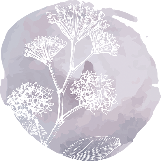 Body - Cow Parsley (558x558), Png Download
