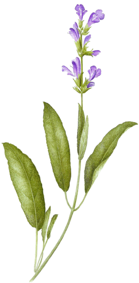 Sage - Sage Tattoos (690x690), Png Download