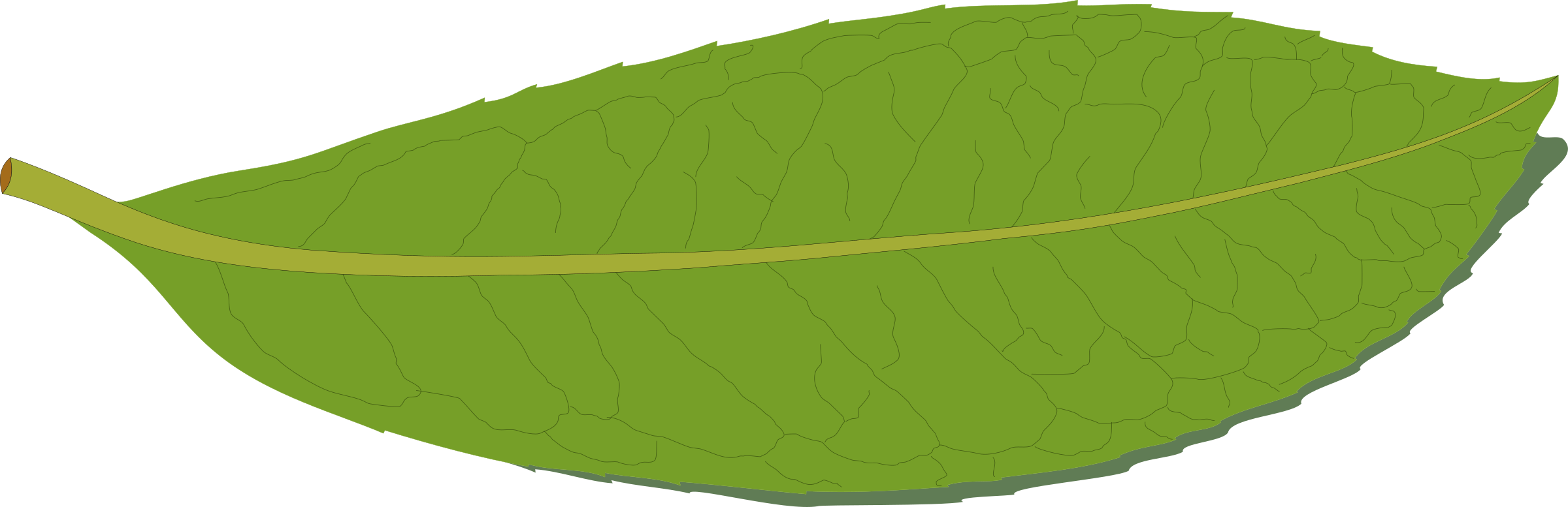 Bay Laurel Bay Leaf Herb Basil - Clip Art (1050x340), Png Download