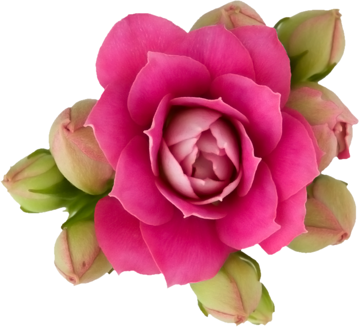 Ramki Photo Ru Cvety Cvetok116 Png - Flower Png For Photoshop (737x670), Png Download