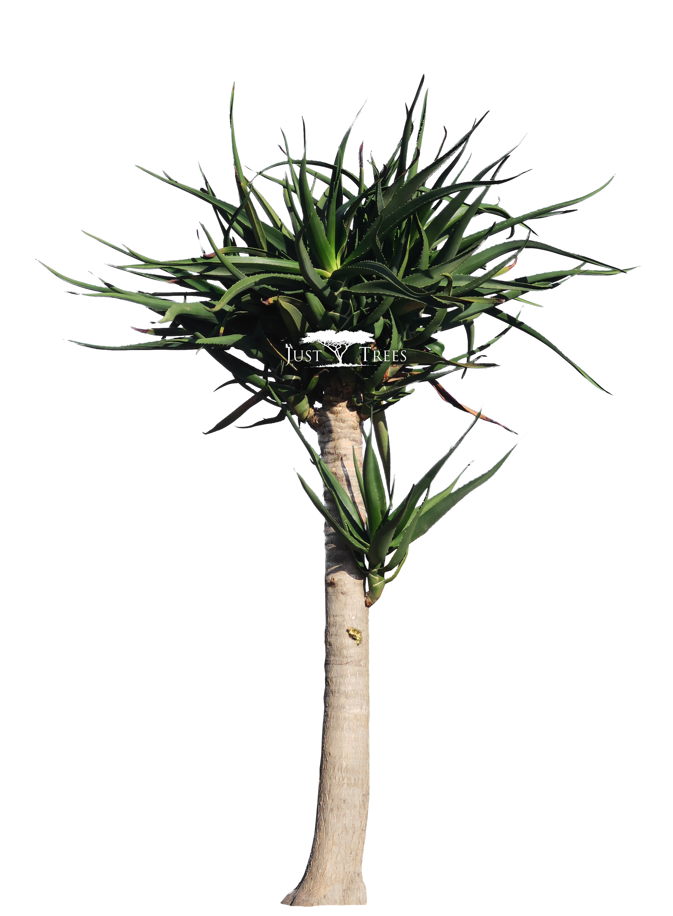Aloe Bainesii L Common Name - Aloe Tree Png (2246x3157), Png Download