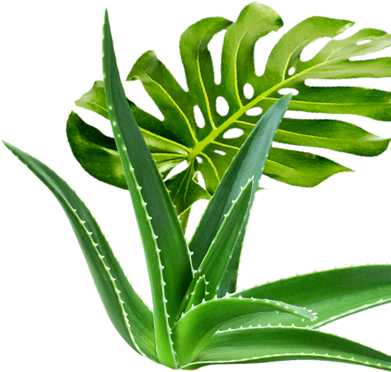 Aloe Pieces Foliage - Aloe Vera (555x528), Png Download