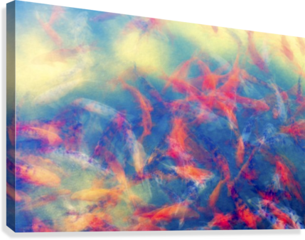 Flashes Of Koi Canvas Print - Poster (429x337), Png Download