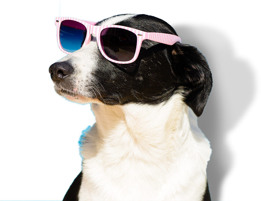 Happy Dog Png - Dog With Sunglasses Transparent (978x687), Png Download