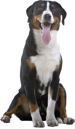Why Choose A Greater Swiss Mountain Dog To Be The Star - Greater Swiss Mountain Dog Png (293x500), Png Download