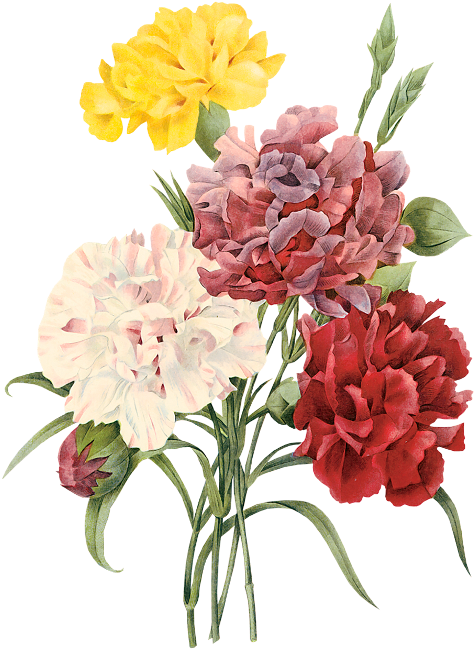 Flower Illustration By Pierre-joseph Redoute - Pierre Joseph Redoute (500x670), Png Download
