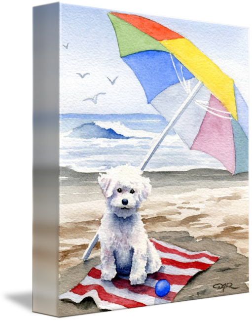 "bichon Frise At The Beach" By David - Bichon Frise Art (511x650), Png Download