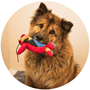 Happy Dog, Dog With Toy In Mouth, Dog Training - Companion Dog (365x365), Png Download