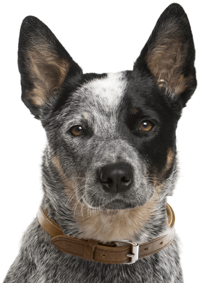 Australian Cattle Dog - Australian Cattle Dog Face (565x585), Png Download