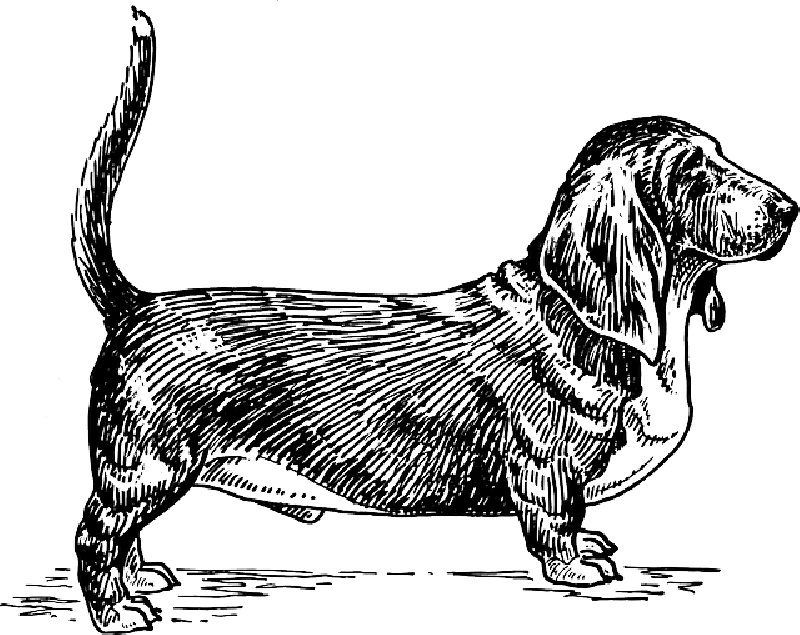 Mb Image/png - Basset Hound Dog Vector (800x635), Png Download