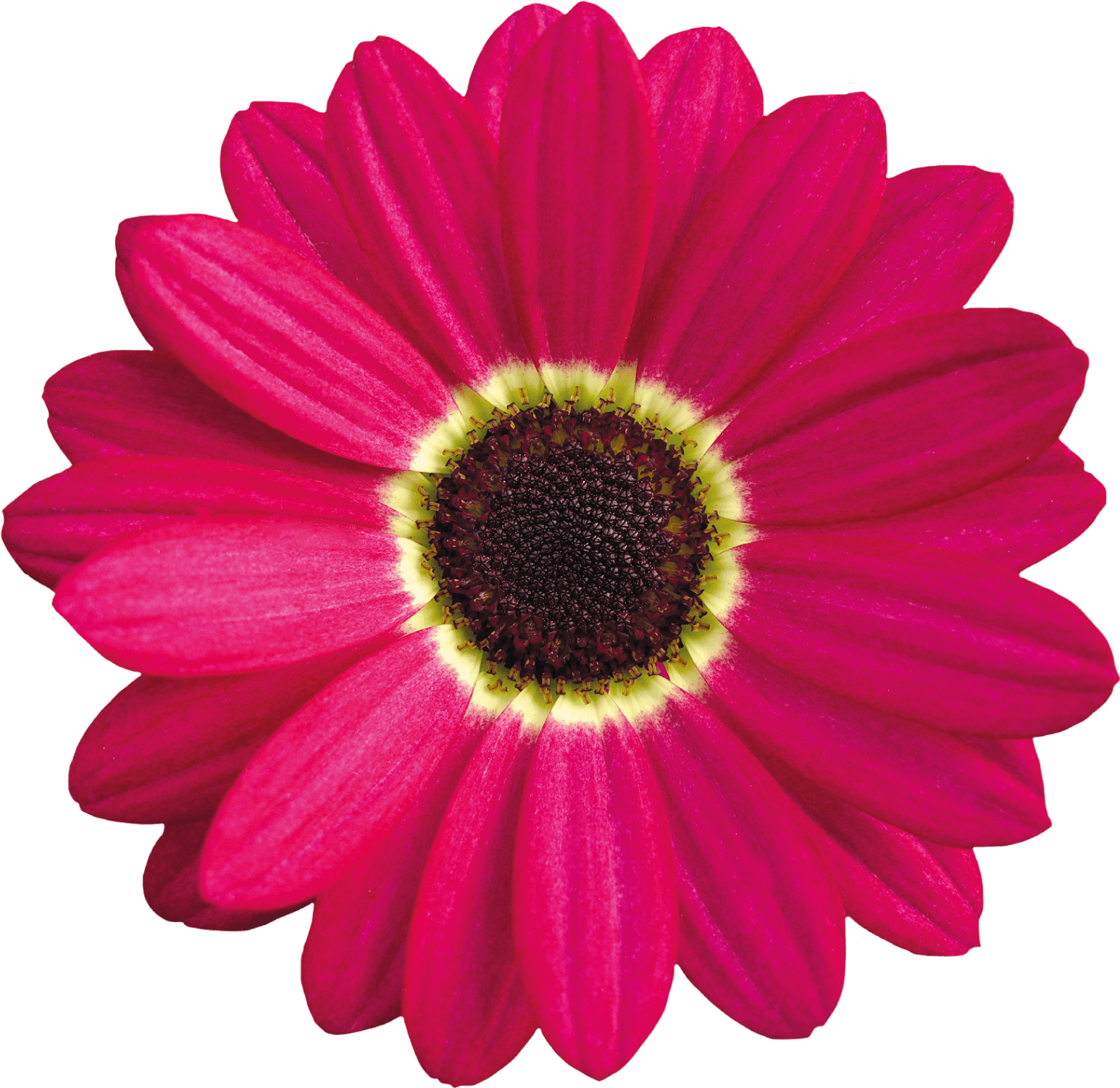 Click - Dairy Flower Png (1840x2316), Png Download