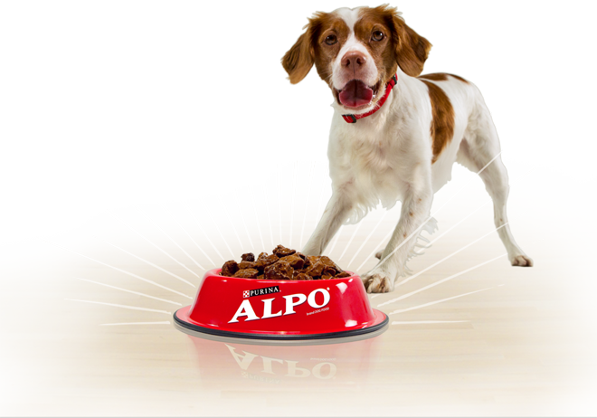 Happy Starts Here With Alpo® Wet Dog Food - Dog Too Excited For Food (660x462), Png Download