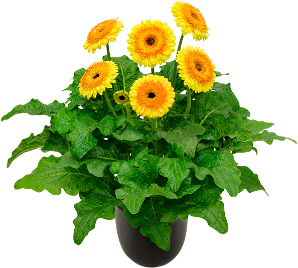 Painted Desert® - Barberton Daisy (600x600), Png Download