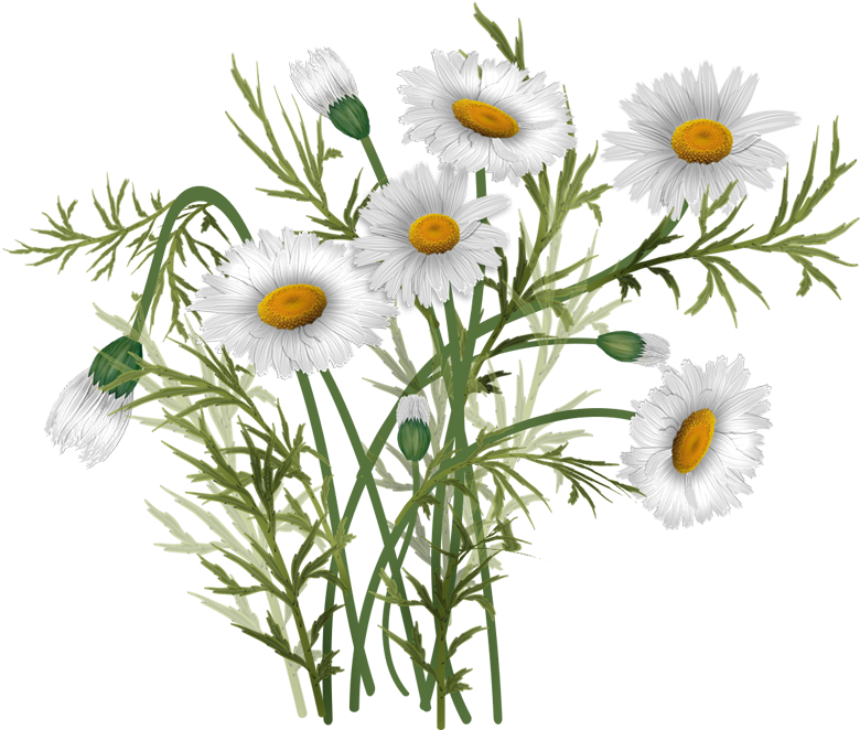 Download Bouquet Vector Daisies Oxeye Daisy Transparent PNG