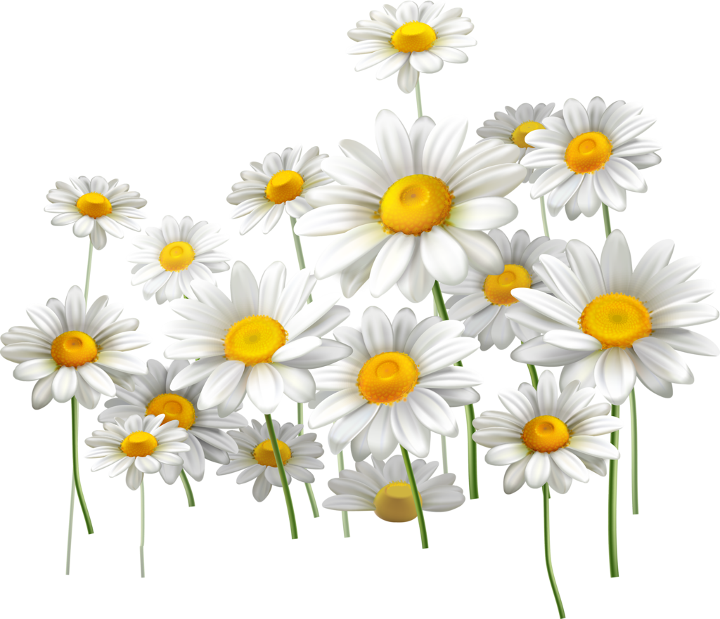 Download Oxeye Daisy | Transparent PNG Download | SeekPNG